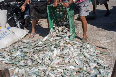 b_400_0_16777215_00_images_2020_enero_progreso_pescado.jpg