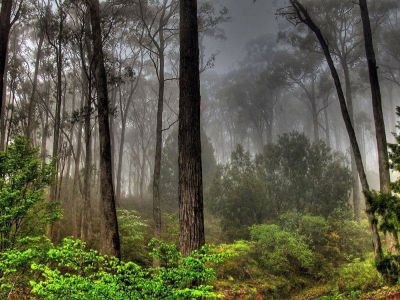 b_400_0_16777215_00_images_2020_marzo_nacional_bosques-2.jpg