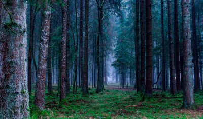 b_400_0_16777215_00_images_2020_marzo_nacional_bosques.jpg